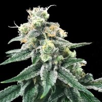 Swiss Miss Regular Seeds