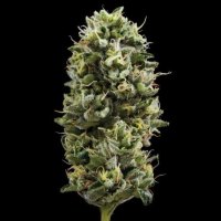 Snack Pack Feminised Seeds