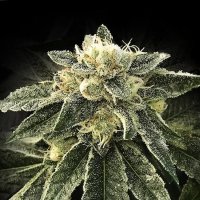 White Chocolope Feminised Seeds