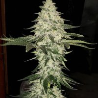 Planet Of The Grapes Auto Feminised Seeds