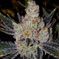 10th Planet R1 Feminised Seeds