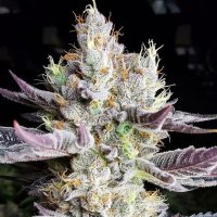 BooBerry Cookies RBX Feminised Seeds