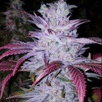 Early Lemon Berry RBX Feminised Seeds