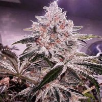 Ethos Apex R1 Feminised Seeds