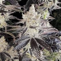 Ethos Cookies R2 Feminised Seeds