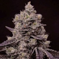 Fanta Sea RBX Feminised Seeds