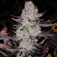 Grape Diamonds R2 Feminised Seeds