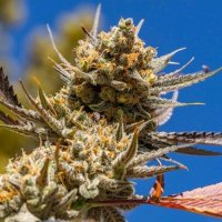 Lemon Berry Candy OG R2 Feminised Seeds