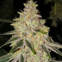Mac 'N' Jack R1 Feminised Seeds