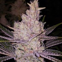 Orange Kush Cake R1 Feminised Seeds