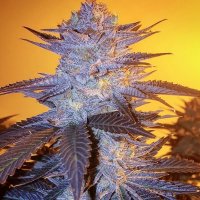 Orange Velvet Underground RBX Feminised Seeds