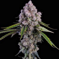 Pepe Silvia R1 Feminised Seeds