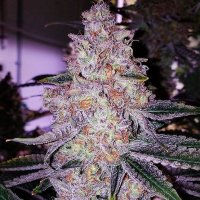 Planet Of The Grapes RBX Feminised Seeds