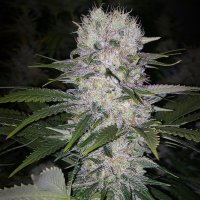 Skunk Hero RBX1 Feminised Seeds