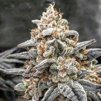 White Wedding RBX Feminised Seeds