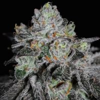 Wrank R2 Feminised Seeds