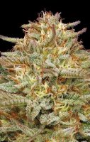 Orange Creampop Feminised Seeds (Bild für) Orange Creampop Feminised Seeds