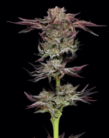 Jelly Donutz Auto Feminised Seeds (Bild für) Jelly Donutz Auto Feminised Seeds