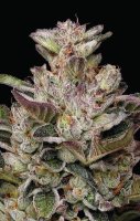 Donutz Feminised Seeds (Bild für) Donutz Feminised Seeds