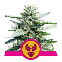 Granddaddy Purple Feminised Seeds