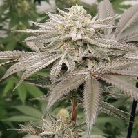Aqua Verde Feminised Seeds