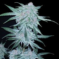 Midnight Bessie Auto Feminised Seeds