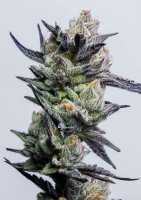 Huckleberry Punch Feminised Seeds