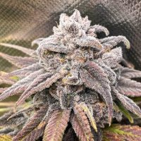 Snoop'S Punch Feminised Seeds