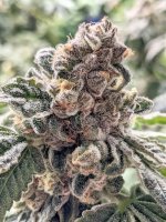 Purple Cherry Ripple Feminised Seeds