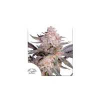 Orange Bud 2.0 Feminised Seeds