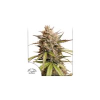 Melonade Runtz Auto Feminised Seeds