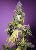Jet Fuel Mandarine XL Auto Feminised Seeds