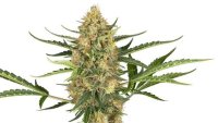 Blueberry Bubblegum Auto Feminised Seeds