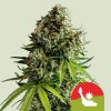 (Bild für) NYC Sour D Auto Feminised Seeds