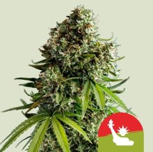 (Bild für) NYC Sour D Auto Feminised Seeds