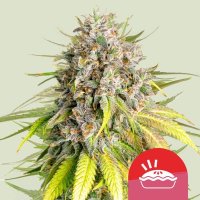 Punch Pie Feminised Seeds