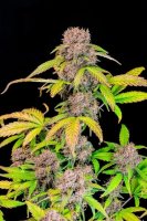 Lemon Cherry Cookies Auto Feminised Seeds