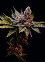 Birthday Punch Feminised Seeds