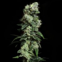 Blunt Bombs Ltd. Release Feminised Seeds