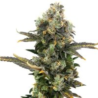 King Cone Feminised Seeds
