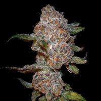 Punch Drunk Ape Feminised Seeds