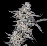 Purple Cherry Popper Feminised Seeds