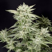 Sherbet S1 Feminised Seeds