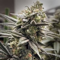 Thundersnow Feminised Seeds