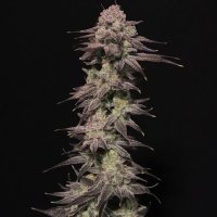 Viking Milk Feminised Seeds