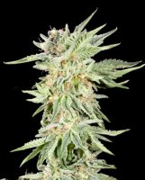 Gelato Sundae Feminised Seeds