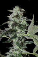 Sherbet Cake Feminised Seeds