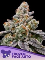Frozen Face Auto Feminised Seeds