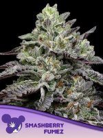 Smashberry Fumez Feminised Seeds