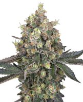 Sweet Berry Breeze Feminised Seeds